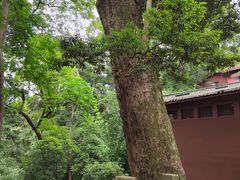 -凤栖山