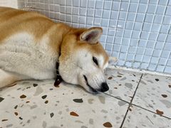 -柴务处·柴犬主题狗咖