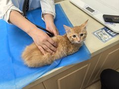 -芭比堂宠物医院·全科爱猫医院·仁德分院