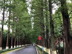 -黄海国家森林公园