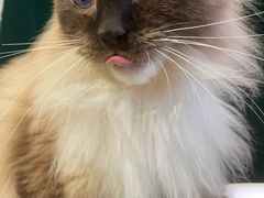 -猫儿山۰猫主题餐厅