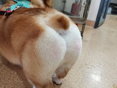 -芭比堂宠物医院·全科爱猫医院·仁德分院