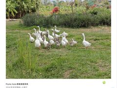 -亚龙湾国际玫瑰谷
