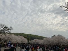 -武汉大学-樱园