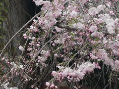 -高东镇樱花园