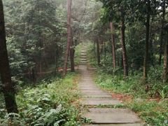 -铁山坪森林公园