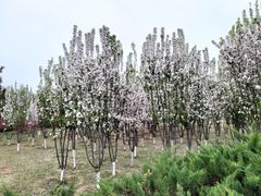 -永定河休闲森林公园