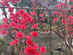 -四明山国家森林公园