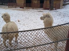 -大连森林动物园