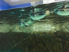 -成都浩海立方海洋公园