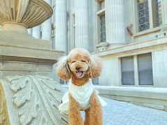 -超宠爱宠物摄影-Super pet