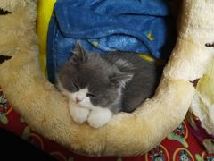 -Bastet sally猫舍购宠(静安店)