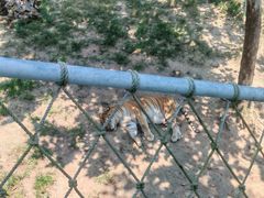 -西霞口神雕山野生动物世界