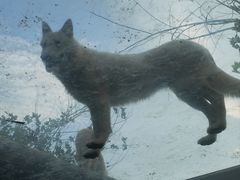 -西霞口神雕山野生动物世界