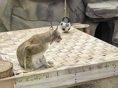 -青藏高原野生动物园