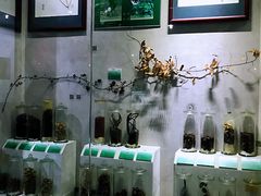 -广东中医药博物馆