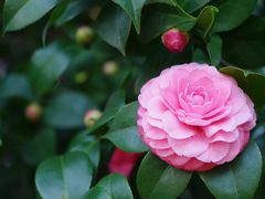 -中国科学院华南植物园