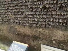 -小洲村