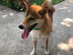 -柴犬高等学院·狗咖·柴犬售卖·宠物训练