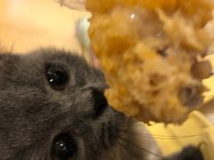 -猫咪派对(江南西店)