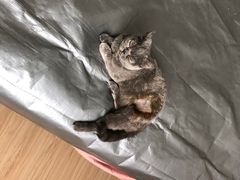 -乐派堂宠物医院·猫友好· 心脏科(东街店)