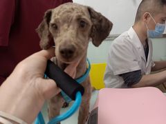 -宠福鑫康馨动物医院·骨科·眼科