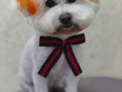 -乐琪宠物(青塔西路店)