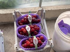 -马陆小张葡萄园农家乐