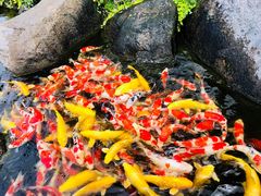 -罗红摄影艺术馆