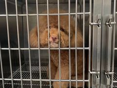 -安安宠医·安宠宠物医院