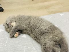 -猫十亿·布偶金渐层·曼基康矮脚猫舍(青年路店)