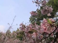 -南山植物园