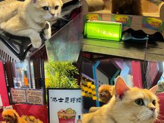 -凤城·食都