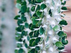 -北京植物园-展览温室