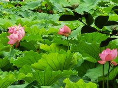 -陈家山荷花公园
