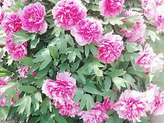 -石家庄市植物园