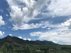 -乌兰布统景区-白桦林