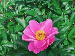 -扬州芍药园(仪征市)