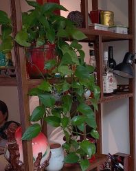 -新龙门刺青·纹身