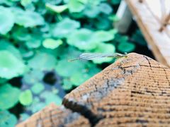 -野鸭湖国家湿地公园