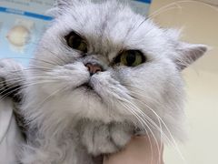 -瑞派康怡24h宠物医院·犬猫医疗中心·微创绝育(瑞景分院)