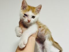 -萌兽医馆·犬猫专科·眼科中心·宠物医院(朝阳门分院)