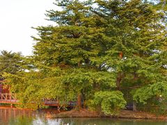 -广东花都湖国家湿地公园