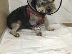-伟伟宠物医院·CT影像中心·瑞派犬猫综合性门诊(汉口总院)