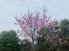 -铁山坪森林公园