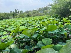 -溱湖国家湿地公园