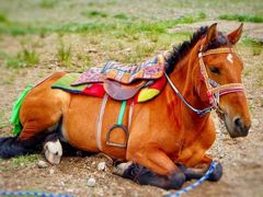 -青海湖国家重点风景名胜区