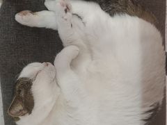 -喵园·猫主题咖啡厅·撸猫·猫咖(国贸店)