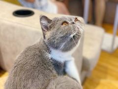 -啵啵喵·猫咖(攀华国际店)