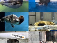 -大连圣亚海洋世界